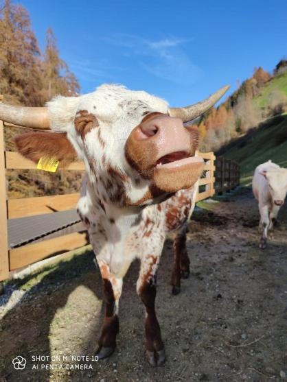 Texas Longhorn Ranch Neumannhof Lejlighed Cadipietra Eksteriør billede