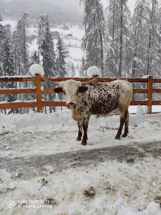 Texas Longhorn Ranch Neumannhof Lejlighed Cadipietra Eksteriør billede